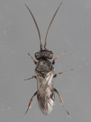 Cheloninae