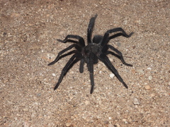 Tliltocatl epicureanus