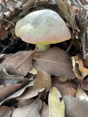 Butyriboletus pulchriceps