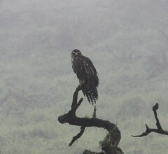 Geranoaetus