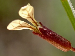 Carrichtera annua