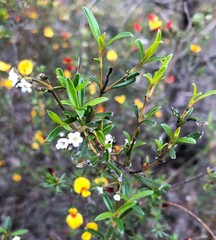 Logania linifolia