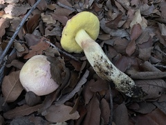 Butyriboletus pulchriceps