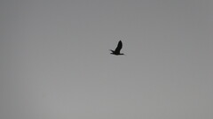 Theristicus melanopis