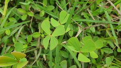 Marsilea crenata