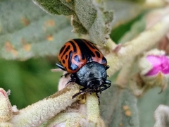 Calligrapha mexicana