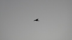 Theristicus melanopis