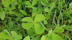 Marsilea crenata
