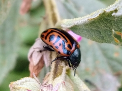 Calligrapha mexicana