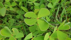 Marsilea crenata