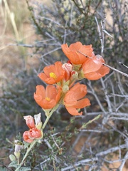 Sphaeralcea coccinea