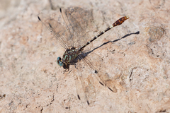 Erpetogomphus lampropeltis