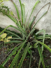 Bromelia karatas