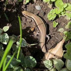 Plestiodon finitimus