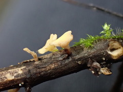 Hymenoscyphus scutula