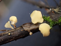 Hymenoscyphus scutula