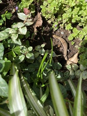 Plestiodon finitimus