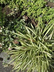 Plestiodon finitimus