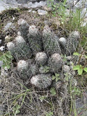 Neolloydia conoidea