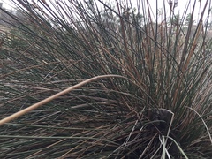 Juncus acutus