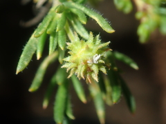 Opercularia spermacocea