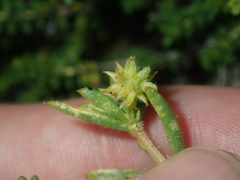 Opercularia spermacocea