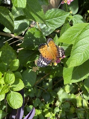 Argynnis hyperbius hyperbius