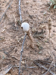 Battarrea phalloides