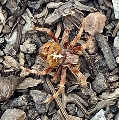 Araneus gemmoides