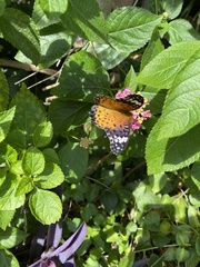 Argynnis hyperbius hyperbius