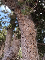 Pinus albicaulis