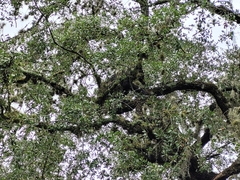 Ursus americanus eremicus