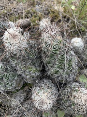 Neolloydia conoidea
