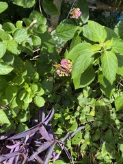 Argynnis hyperbius hyperbius