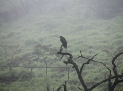 Geranoaetus