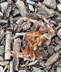 Araneus gemmoides