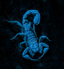 Vaejovis carolinianus