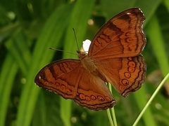 Junonia hedonia
