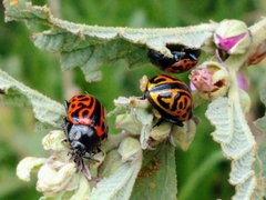 Calligrapha mexicana