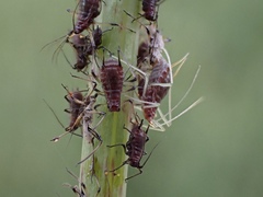 Aphididae