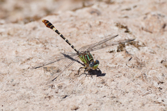 Erpetogomphus lampropeltis