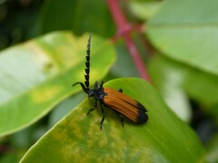 Synchonnus clientulus