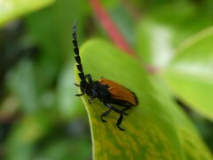 Synchonnus clientulus