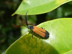 Synchonnus clientulus
