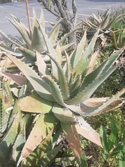 Aloe
