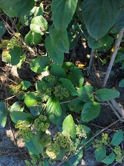Cissus verticillata