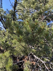 Pinus edulis