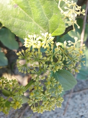 Cissus verticillata