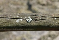 Lecanoromycetes