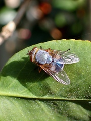 Calliphora dubia